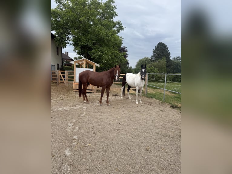 Österreichisches Warmblut Mix Stute 18 Jahre 160 cm  in Pennewang