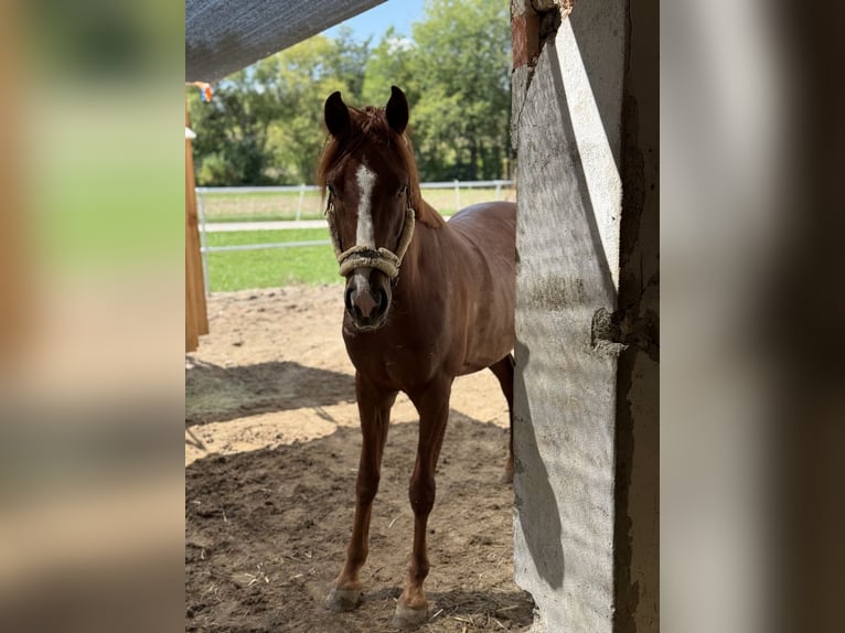 Österreichisches Warmblut Mix Stute 18 Jahre 160 cm  in Pennewang