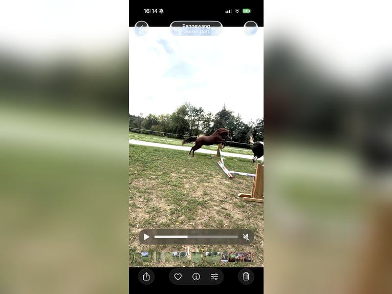 Österreichisches Warmblut Mix Stute 18 Jahre 160 cm  in Pennewang