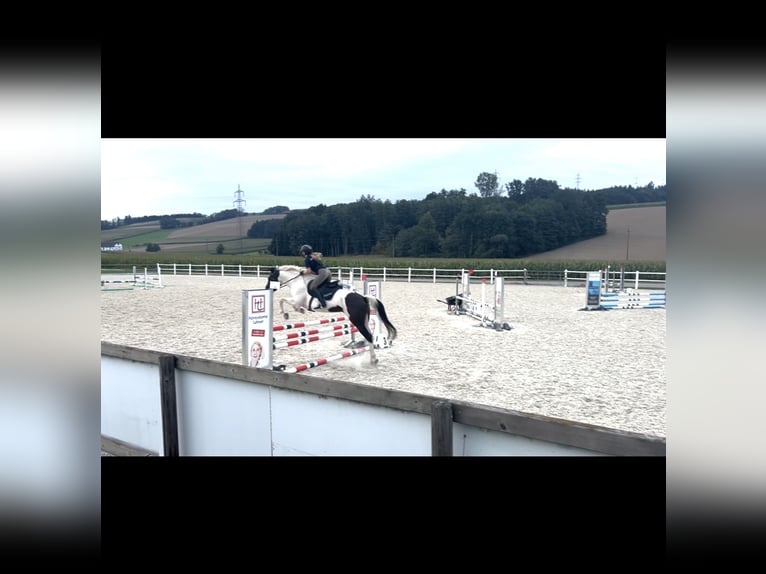 Österreichisches Warmblut Mix Stute 18 Jahre 160 cm  in Pennewang