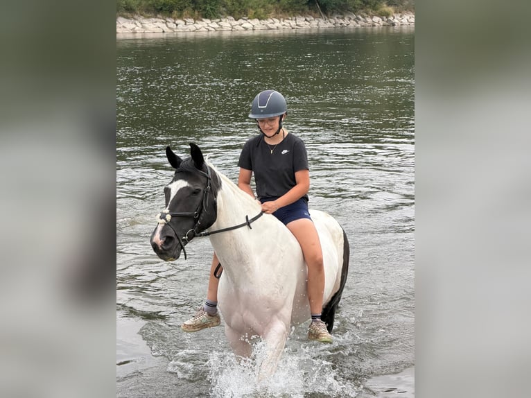 Österreichisches Warmblut Mix Stute 18 Jahre 160 cm  in Pennewang
