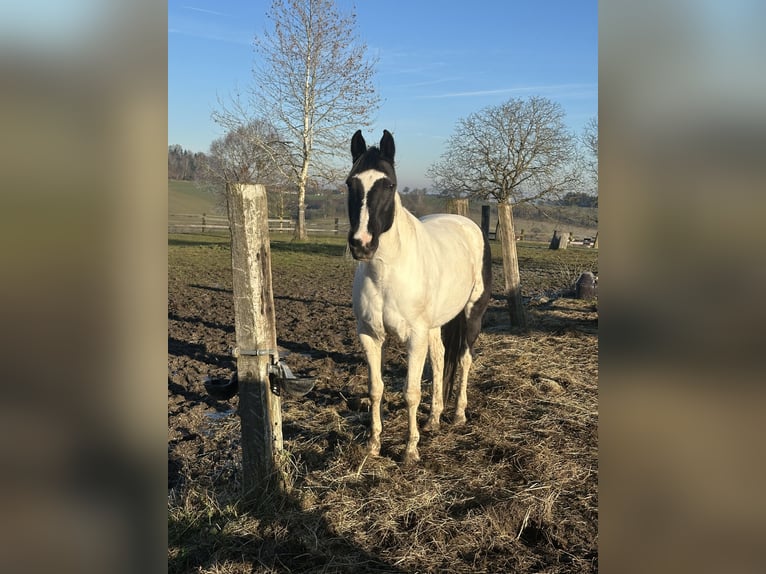 Österreichisches Warmblut Mix Stute 18 Jahre 160 cm  in Pennewang