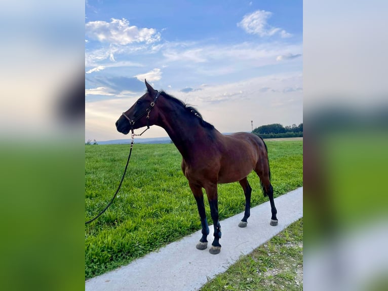 Österreichisches Warmblut Stute 18 Jahre 165 cm Brauner in Berg im Attergau