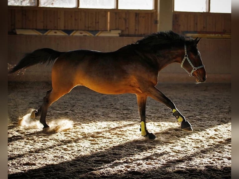 Österreichisches Warmblut Stute 18 Jahre 165 cm Brauner in Berg im Attergau