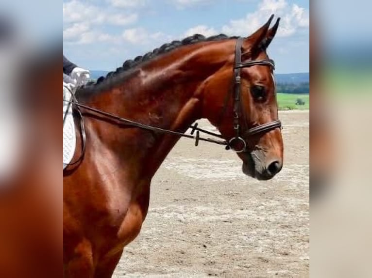 Österreichisches Warmblut Stute 18 Jahre 165 cm Brauner in Berg im Attergau