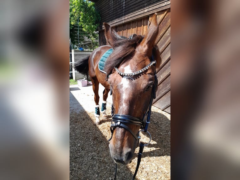 Österreichisches Warmblut Stute 18 Jahre 165 cm Dunkelfuchs in Mettmach