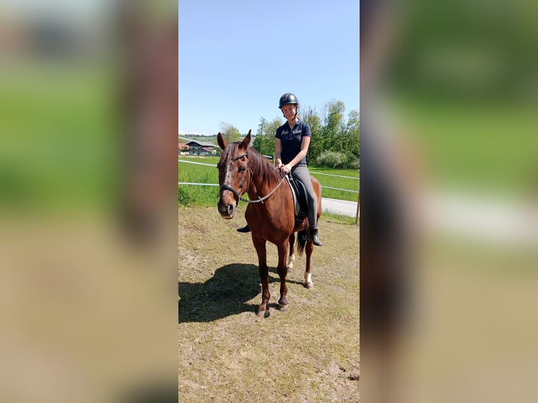 Österreichisches Warmblut Stute 18 Jahre 165 cm Dunkelfuchs in Mettmach