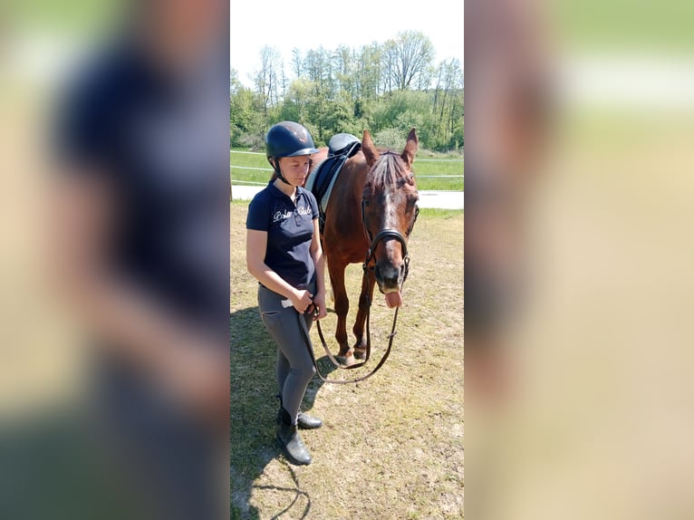 Österreichisches Warmblut Stute 18 Jahre 165 cm Dunkelfuchs in Mettmach