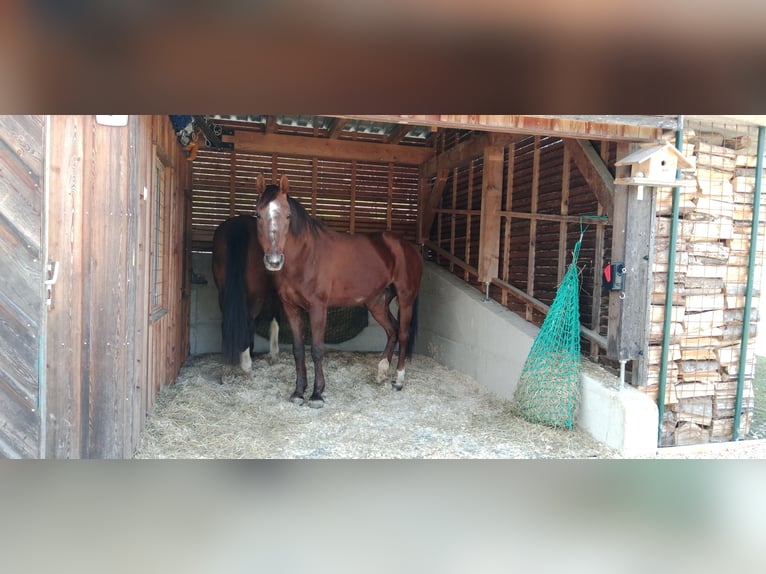 Österreichisches Warmblut Stute 18 Jahre 165 cm Dunkelfuchs in Mettmach