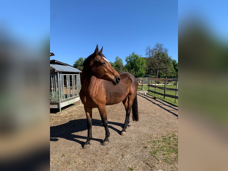 Österreichisches Warmblut Stute 18 Jahre Brauner in Obertrixen