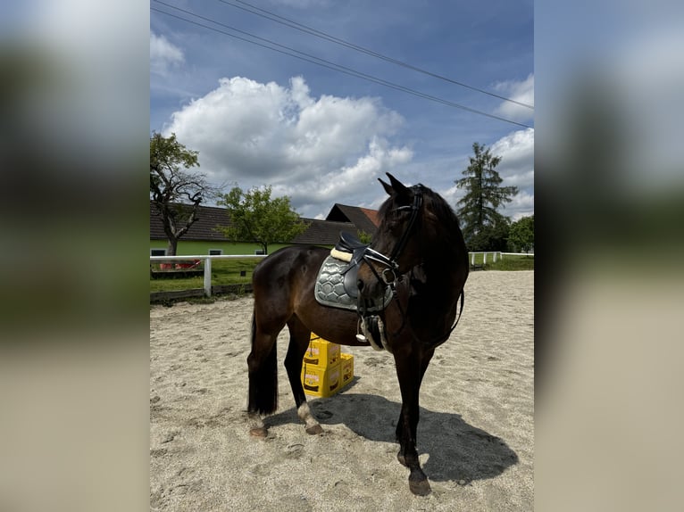 Österreichisches Warmblut Stute 18 Jahre in Humlegg bei Eggersdorf