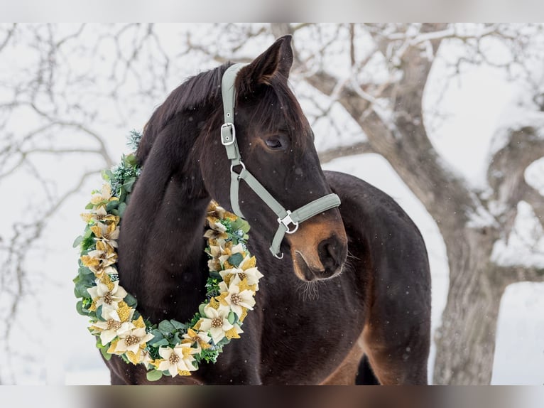 Österreichisches Warmblut Stute 18 Jahre in Humlegg bei Eggersdorf