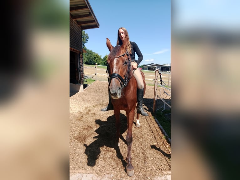 Österreichisches Warmblut Stute 19 Jahre 165 cm Dunkelfuchs in Mettmach / Österreich