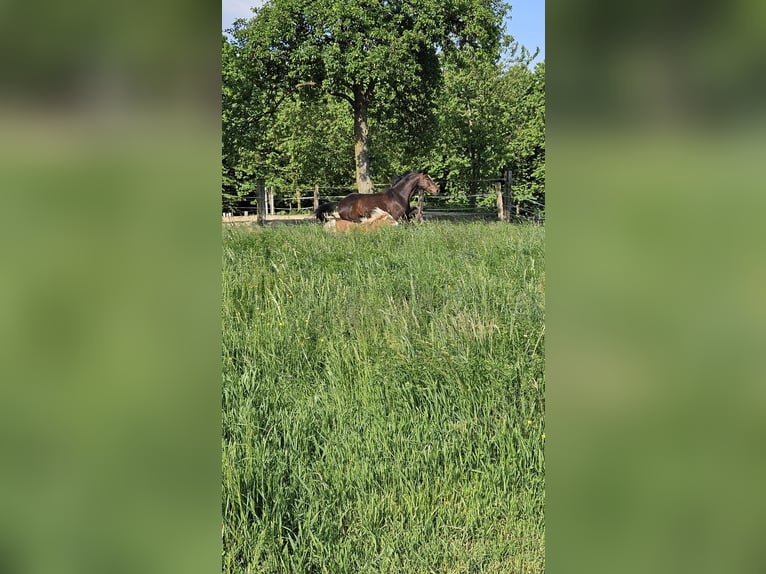 Österreichisches Warmblut Stute 19 Jahre 166 cm Schwarzbrauner in St. Georgen am Ybbsfelde