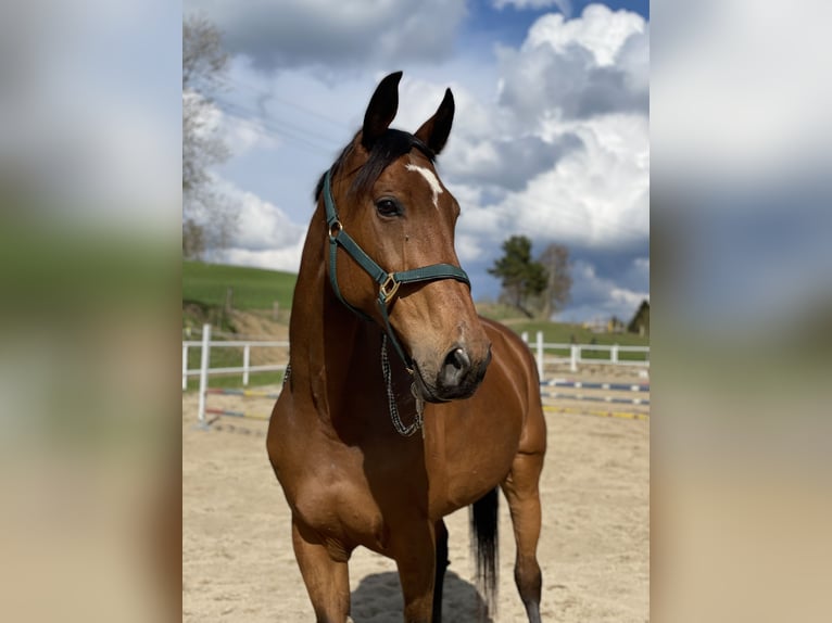 Österreichisches Warmblut Stute 19 Jahre 178 cm Brauner in St. Oswald
