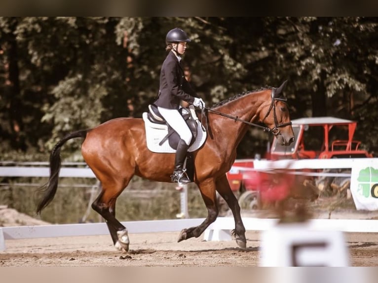Österreichisches Warmblut Stute 19 Jahre 178 cm Brauner in St. Oswald
