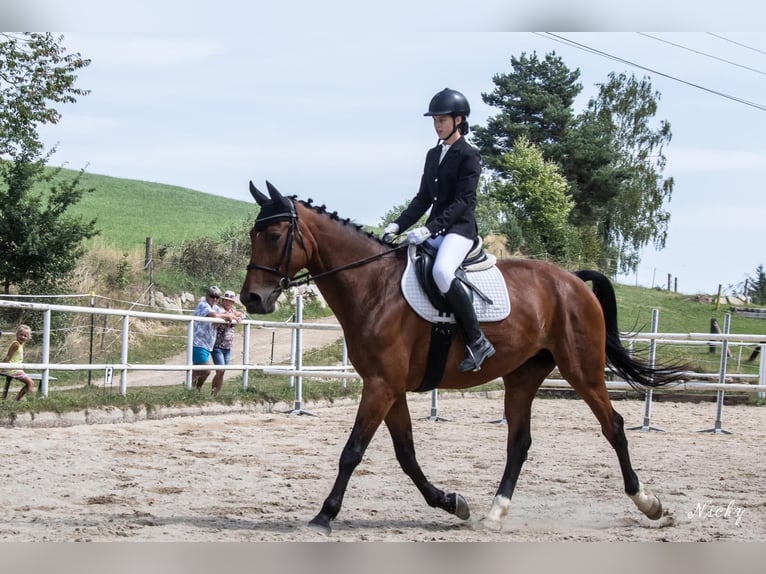 Österreichisches Warmblut Stute 19 Jahre 178 cm Brauner in St. Oswald