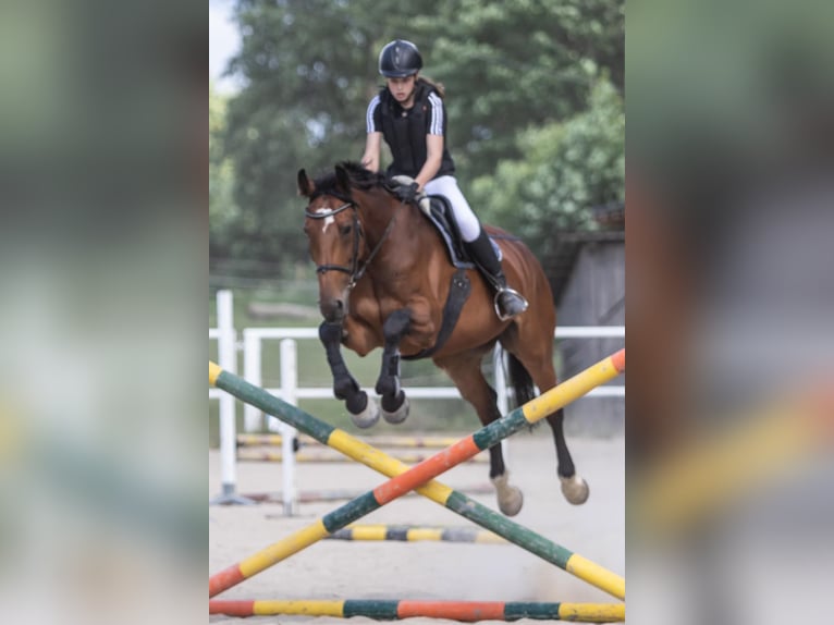 Österreichisches Warmblut Stute 19 Jahre 178 cm Brauner in St. Oswald