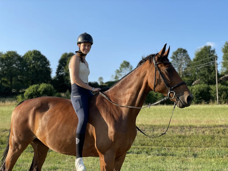 Österreichisches Warmblut Stute 19 Jahre 178 cm Brauner in St. Oswald