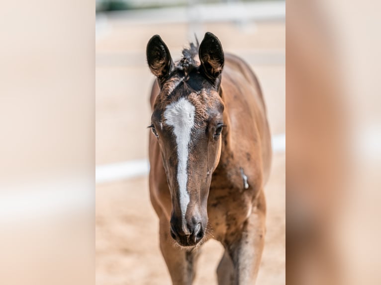 Österreichisches Warmblut Stute 1 Jahr 145 cm Brauner in Pinsdorf