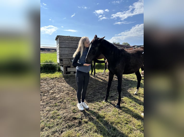 Österreichisches Warmblut Stute 1 Jahr 145 cm Brauner in Pinsdorf