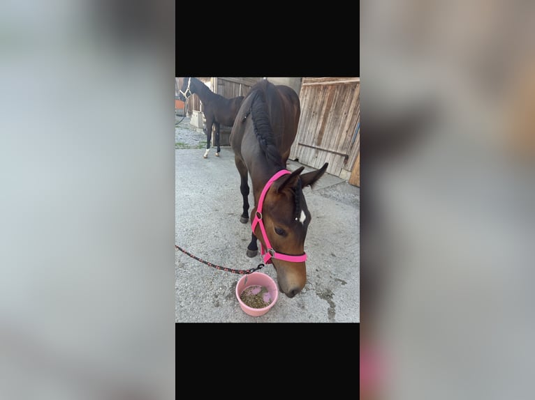 Österreichisches Warmblut Stute 1 Jahr 155 cm Brauner in Burgkirchen