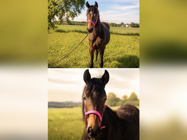 Österreichisches Warmblut Stute 1 Jahr 155 cm Brauner in Burgkirchen