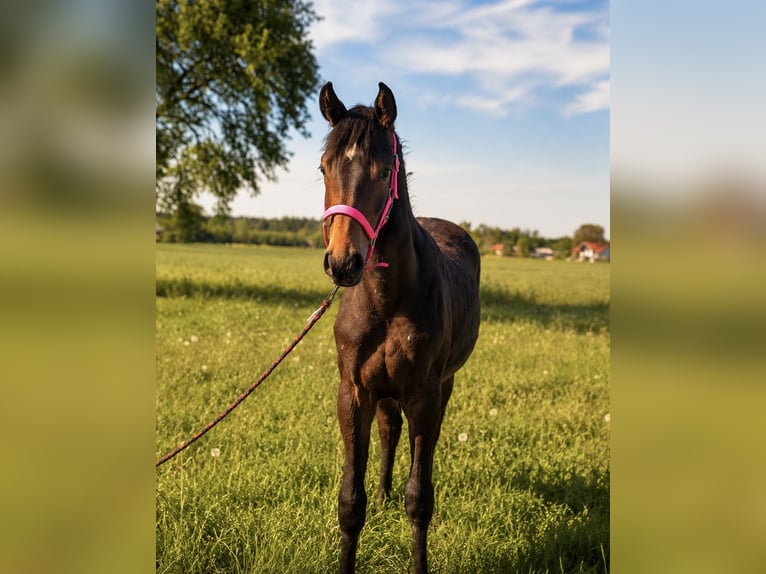 Österreichisches Warmblut Stute 1 Jahr 155 cm Brauner in Burgkirchen