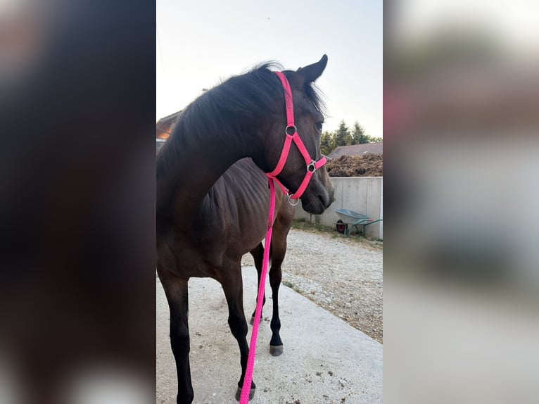 Österreichisches Warmblut Stute 1 Jahr 155 cm Brauner in Burgkirchen