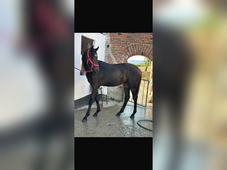 Österreichisches Warmblut Stute 1 Jahr 155 cm Brauner in Burgkirchen