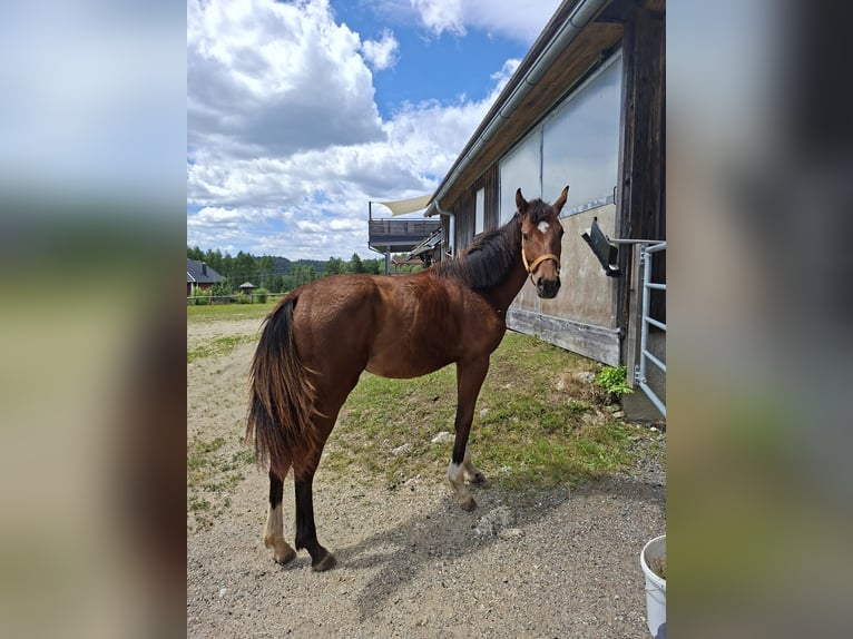 Österreichisches Warmblut Stute 1 Jahr 156 cm Brauner in St. Georgen am Wald