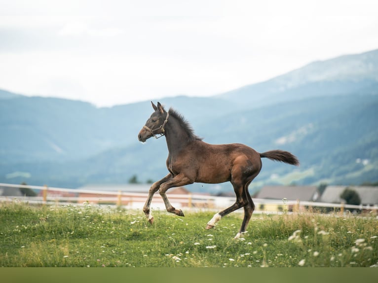 Österreichisches Warmblut Stute 1 Jahr 165 cm Schwarzbrauner in Sankt Marein/Feistritz