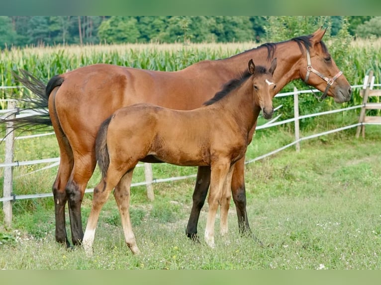 Österreichisches Warmblut Stute 1 Jahr 167 cm Brauner in Villach