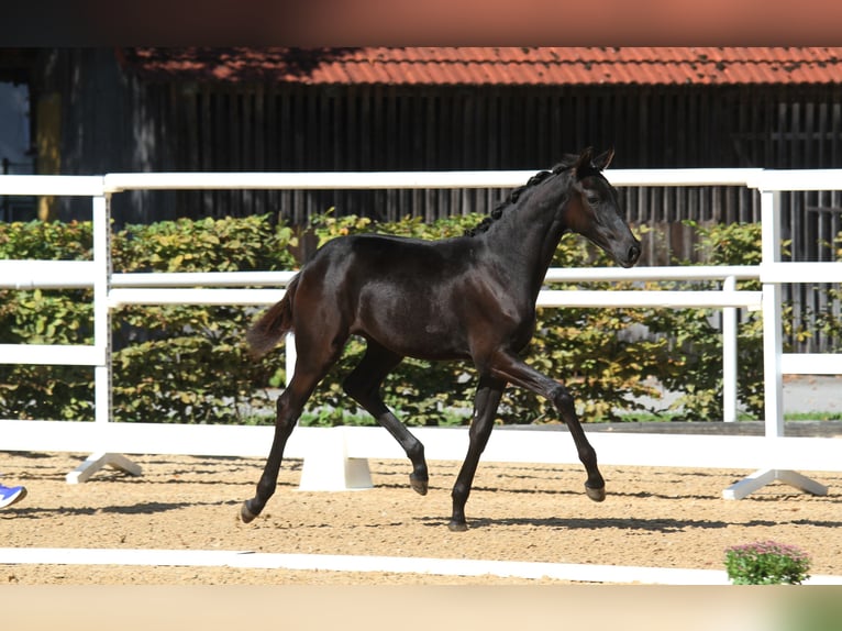 Österreichisches Warmblut Stute 1 Jahr 168 cm Rappe in St Marein bei Graz