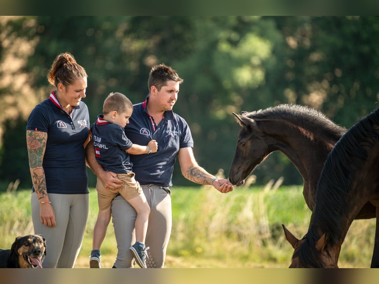Österreichisches Warmblut Stute 1 Jahr 168 cm Rappe in St Marein bei Graz
