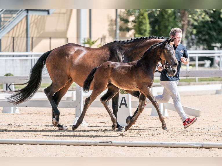 Österreichisches Warmblut Stute 1 Jahr 169 cm Schwarzbrauner in Steindlberg