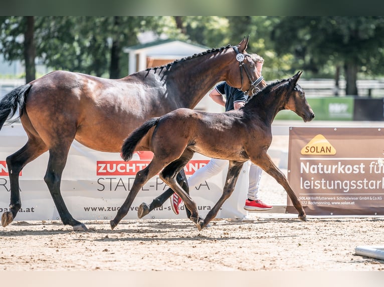 Österreichisches Warmblut Stute 1 Jahr 169 cm Schwarzbrauner in Steindlberg