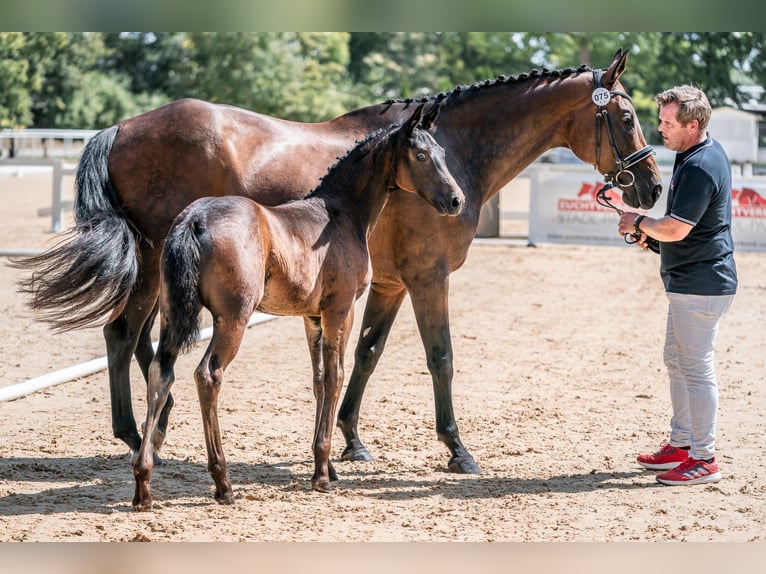 Österreichisches Warmblut Stute 1 Jahr 169 cm Schwarzbrauner in Steindlberg