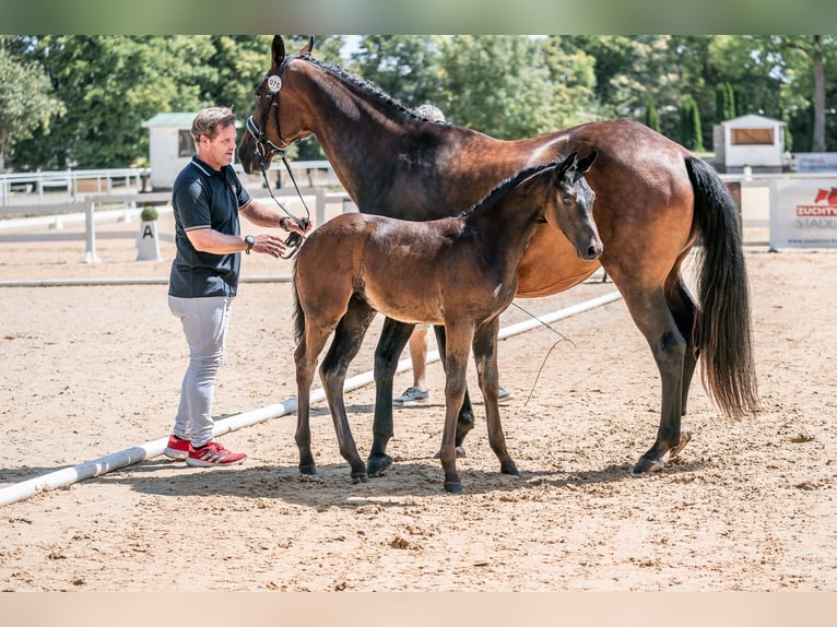 Österreichisches Warmblut Stute 1 Jahr 169 cm Schwarzbrauner in Steindlberg