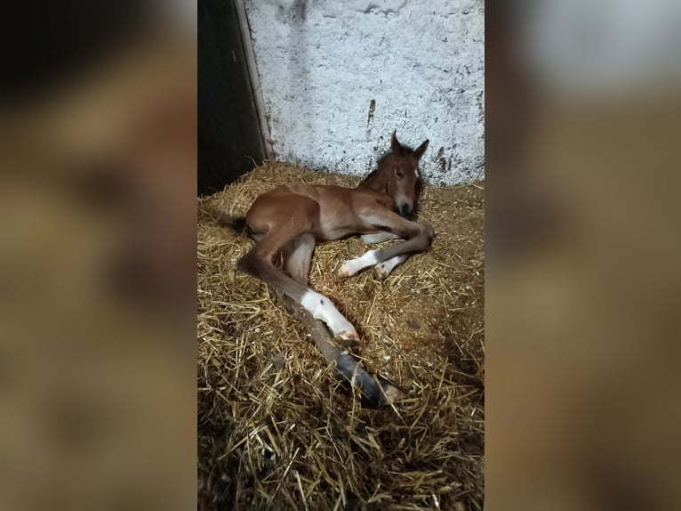 Österreichisches Warmblut Stute 1 Jahr 170 cm Brauner in Villach