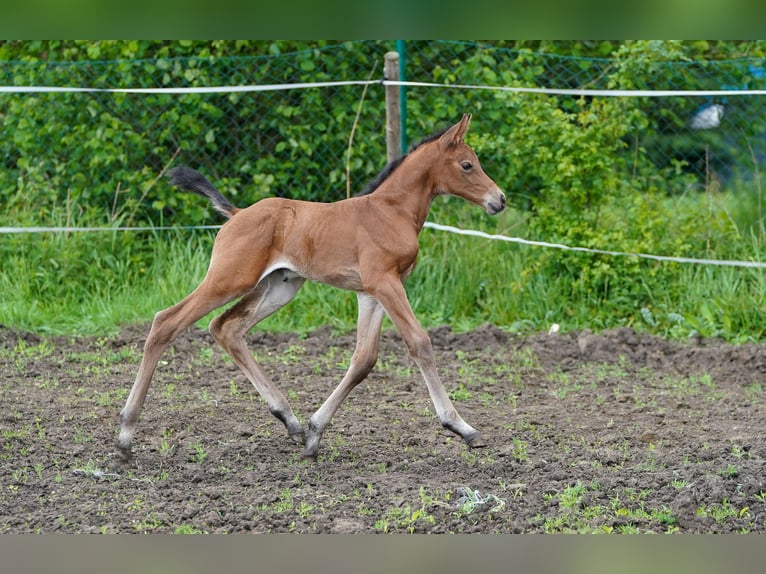 Österreichisches Warmblut Stute 1 Jahr 170 cm Brauner in Ceske Budejovice