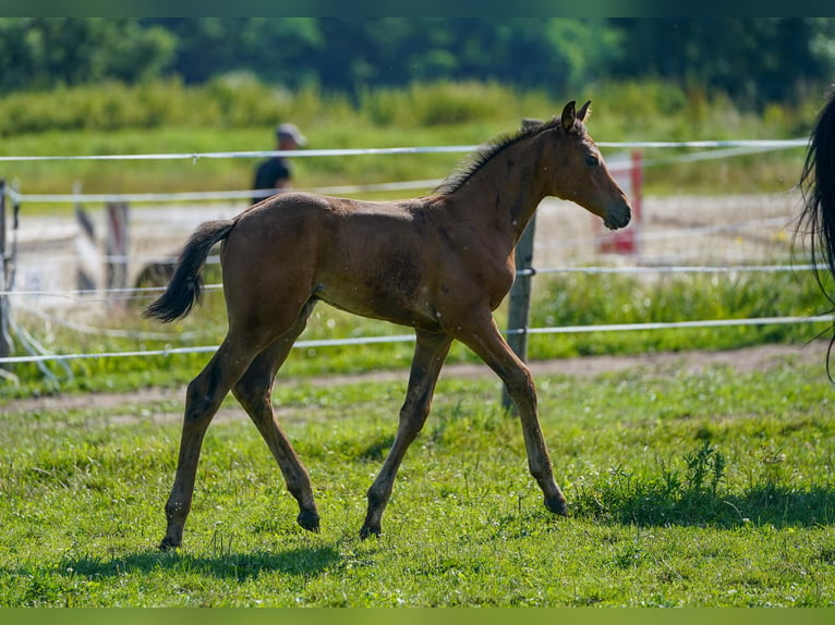 Österreichisches Warmblut Stute 1 Jahr 170 cm Brauner in Ceske Budejovice