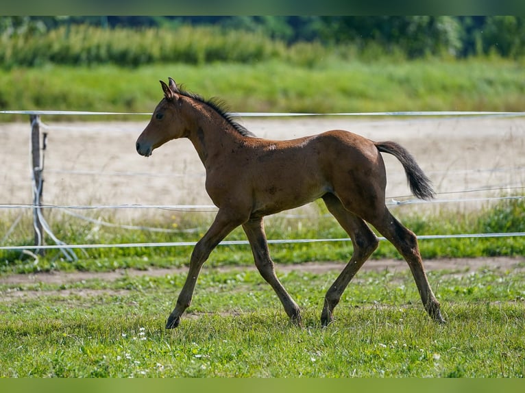 Österreichisches Warmblut Stute 1 Jahr 170 cm Brauner in Ceske Budejovice