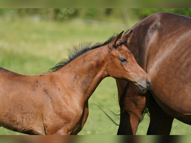 Österreichisches Warmblut Stute 1 Jahr 170 cm Brauner in Ceske Budejovice