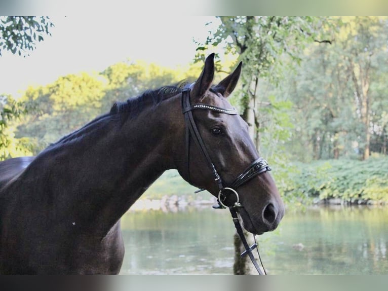 Österreichisches Warmblut Stute 1 Jahr 170 cm Brauner in Neuhofen