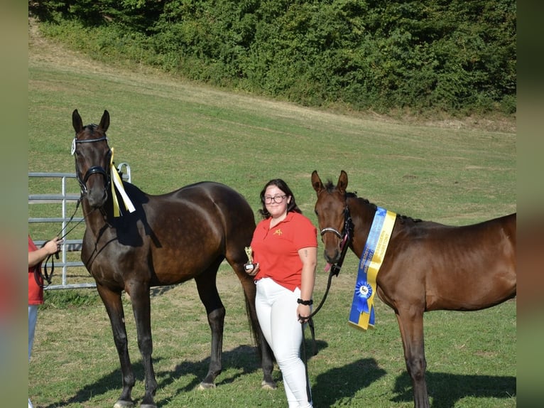 Österreichisches Warmblut Stute 1 Jahr 170 cm Brauner in Neuhofen