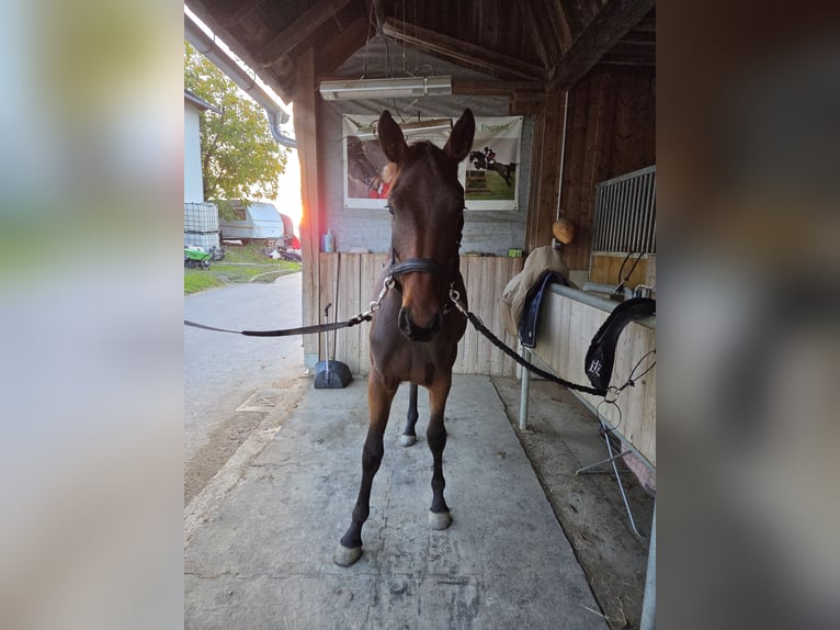 Österreichisches Warmblut Stute 1 Jahr 170 cm Brauner in Garsten