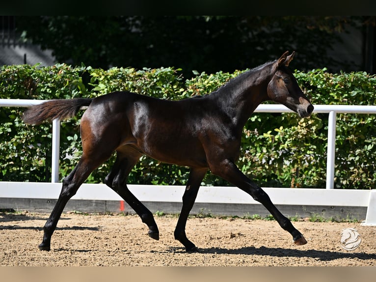 Österreichisches Warmblut Stute 1 Jahr 170 cm Dunkelbrauner in Reichenfels