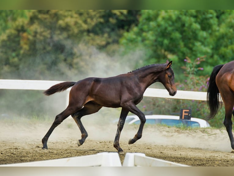 Österreichisches Warmblut Stute 1 Jahr 170 cm Dunkelbrauner in Reichenfels