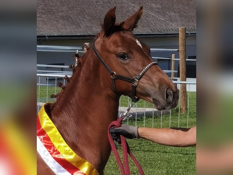 Österreichisches Warmblut Stute 1 Jahr 170 cm Fuchs in Grosskirchheim